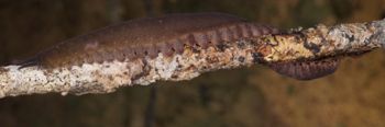 Media type: image; Invertebrate Zoology 131441